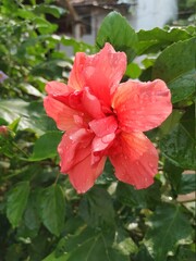 red hibiscus flower