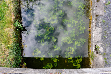 lily pads in Irish canal