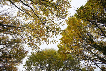 El bosque en otoño