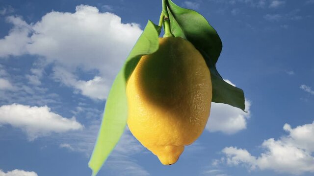 A ripe lemon in rotation on a sky background.