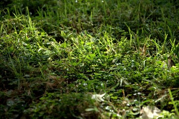 Green world
