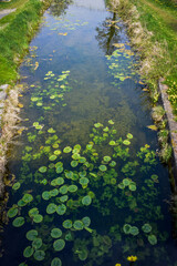 lily pads in Irish canal