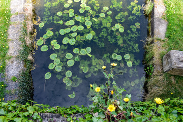 lily pads in Irish canal