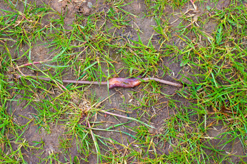 Earthworms have sex. Episode of summer garden life. Everyone needs love.