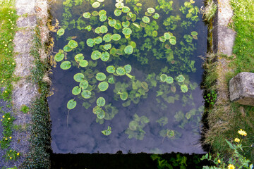lily pads in Irish canal