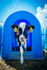 Young Holstein calf in blue calf-house at the diary farm