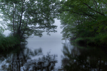 lake in the forest