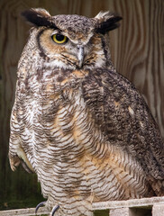 great horned owl