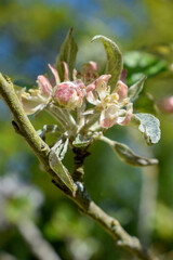 Fototapeta premium Cherry Blossom Tree in Bloom