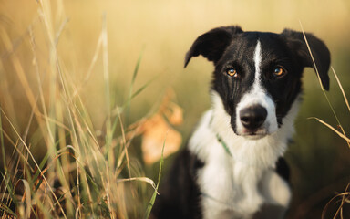 cute border collie close up head portrait sitting in the grass