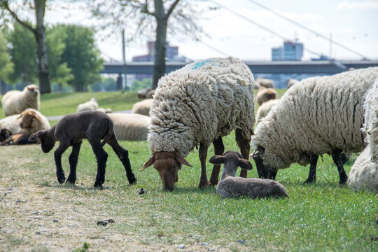 Weidende Schafe vor der Großstadt-Kulisse Düsseldorf
