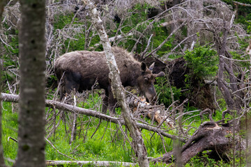 Moose in forest