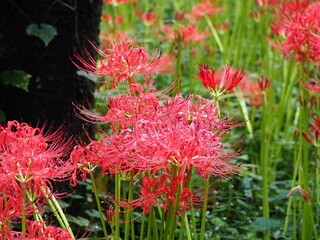 雨上がりの真っ赤な彼岸花