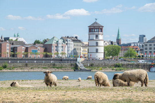 Weidende Schafe direkt am Rhein vor der Großstadt-Kulisse Düsseldorf