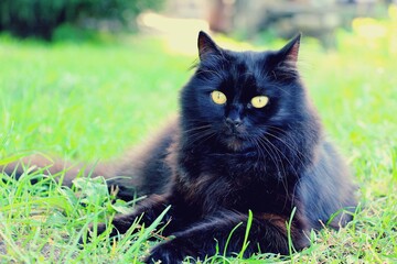A black fluffy cat lies on green natural grass on the street.