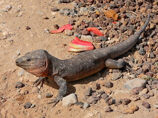 Gran Canaria-Die Eidechse