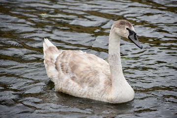 White Swan in Irish Canal