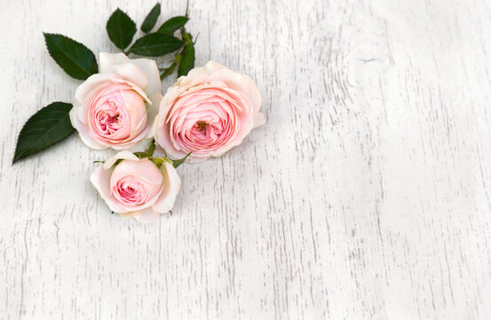 Pink roses on a white wooden background with space for text