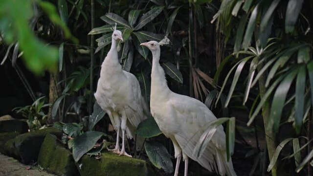 Two large peacocks with white feathers in its usual habitat
