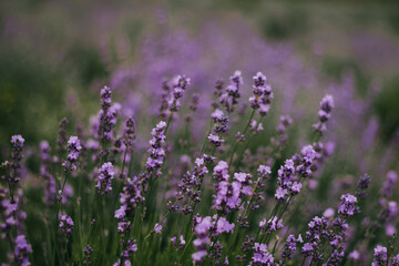 Naklejka premium lavender flowers in the field