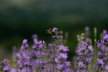 lavender flowers in the field