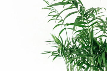Fototapeta na wymiar Chamaedorea leaves isolated on white background with copy space.
