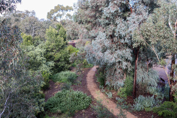 Fototapeta premium walking path in natural australian bushland