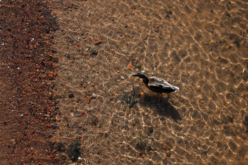 duck floating in clear water