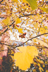 yellow autumn leaves and berries background 