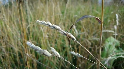 Close-up of spikelets of yellowed grass in the natural environment of an autumn wild meadow on a sunny day.