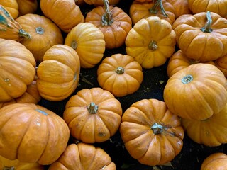 mini pumpkins for sale at market