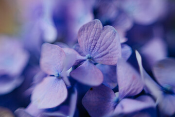 Purple hydrangea flower with solf light. Web banner, nature background. Flowering hortensia plant.