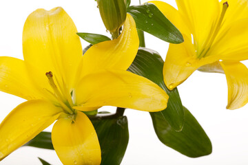 Lilies isolated over white background