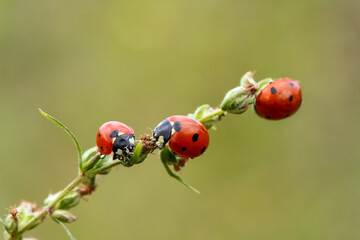 Obraz premium seven-spot ladybird on leaf in nature