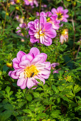 Dahlia Flowers Pink (Dahlia Merckii) with blurred background. Dahlias are native to Mexico and are members of the Asteraceae.