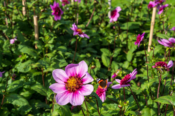 Dahlia Flowers Pink (Dahlia Merckii) with blurred background. Dahlias are native to Mexico and are members of the Asteraceae.