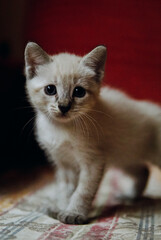 Fototapeta na wymiar gatito blanco en el sofa 