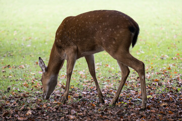 Doe deer on the grass in autumn