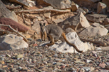 The Yellow Footed Rock Wallaby is endangered and inhabits the  rocky Gorge's of South Australia's Flinders Ranges  National Park