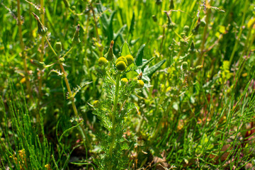 tree, branch, close up, foliage, garden, season, close-up, vegetation, grass, grass, flora, festive, light and shade, photography, natural, winter, fresh, flowers, leaf, nature, plant, branches, macro