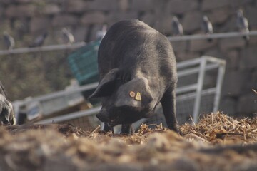 Cerdo negro canario (black pig)