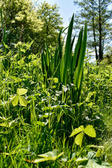 tree, branch, close up, foliage, garden, season, close-up, vegetation, grass, grass, flora, festive, light and shade, photography, natural, winter, fresh, flowers, leaf, nature, plant, branches, macro