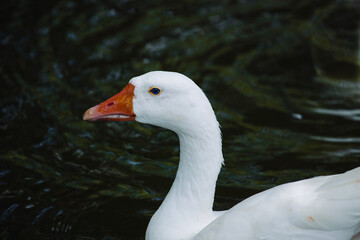 Portrait of a white geese with an orange beak.