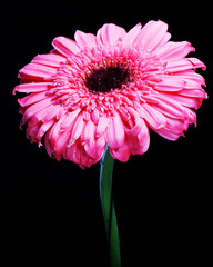 Gerber Daisy Standing Tall