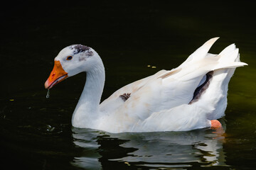 A geese with an orange beak.