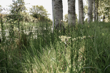 Fototapeta premium Beautiful Irish Green Wild Vegetation
