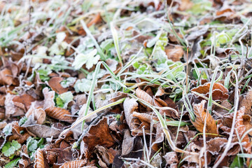First snow on the green grass