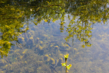 Beautiful Irish Canal