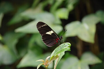 Obraz na płótnie Canvas papillon noire