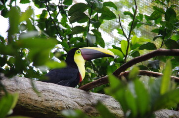 toucan fou
